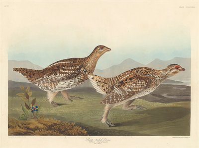 シャープテールグレート、1837 作： John James Audubon